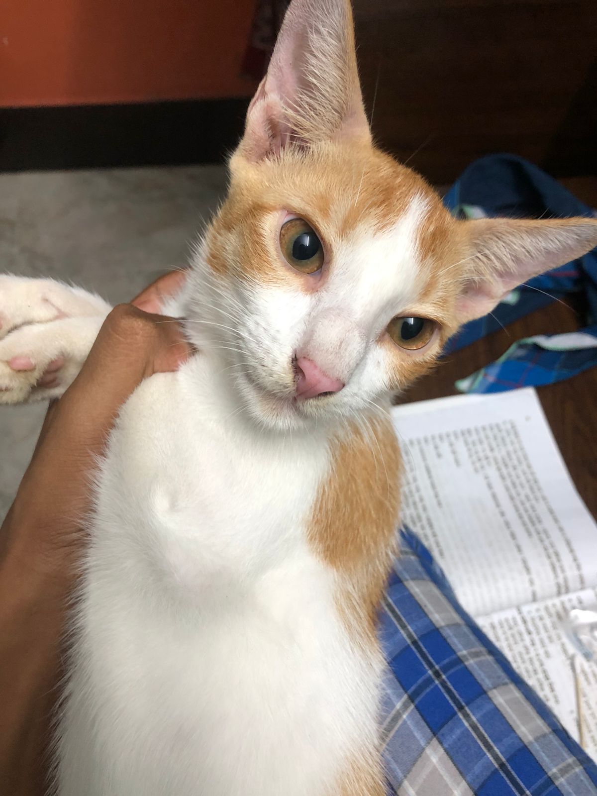 Chutu Sleeping Peacefully