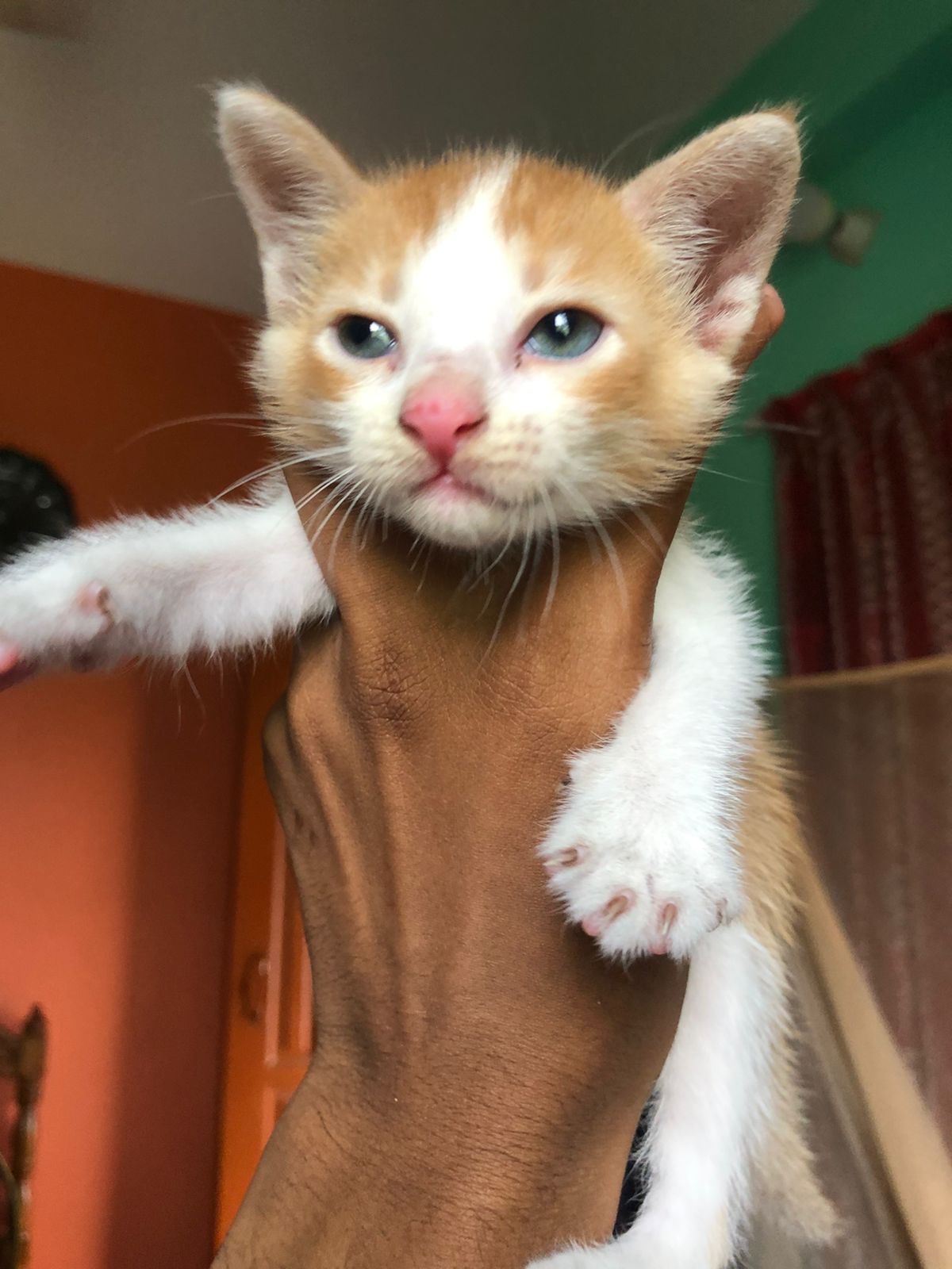 Baby Chutu Looking Curious